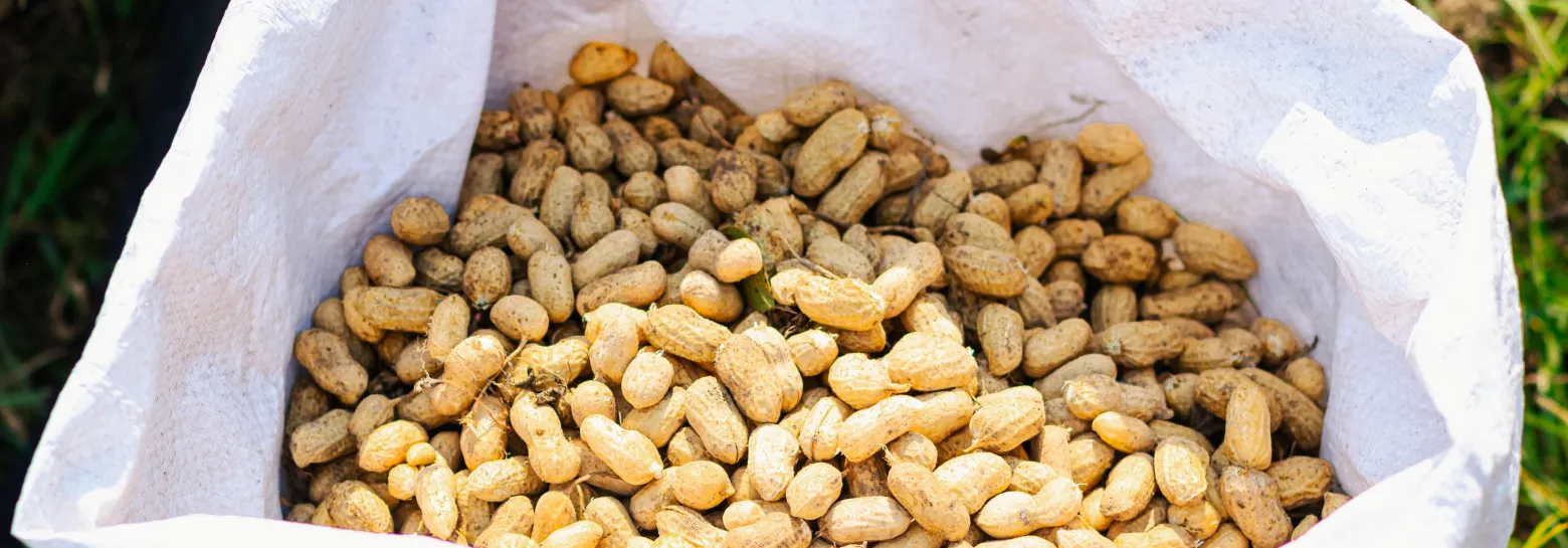 PEANUT OIL HEALTHY OR NOT?